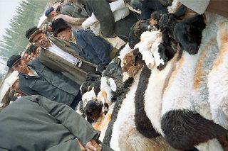 56 Kashgar Sunday Market 1993 Sheep In Animal Market.jpg